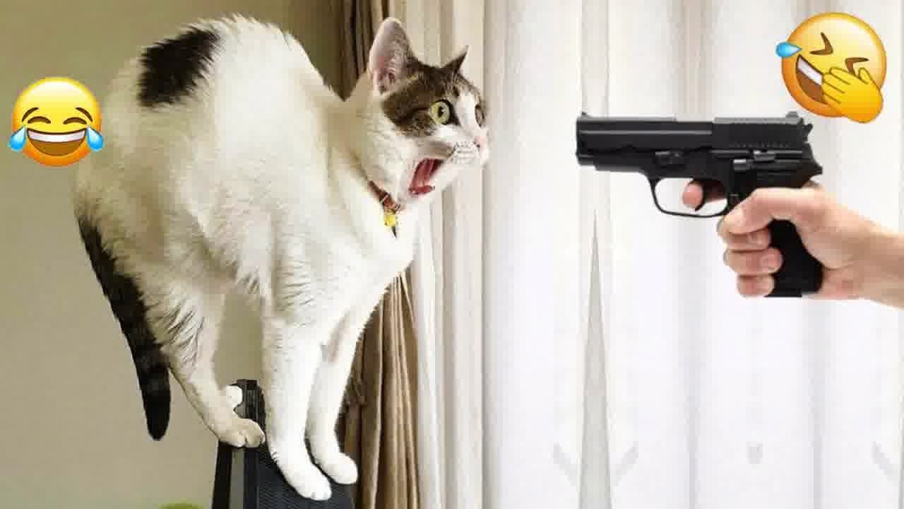 Try Not To Laugh 👻 Funniest Cats & Dogs 😻 Funny Animals