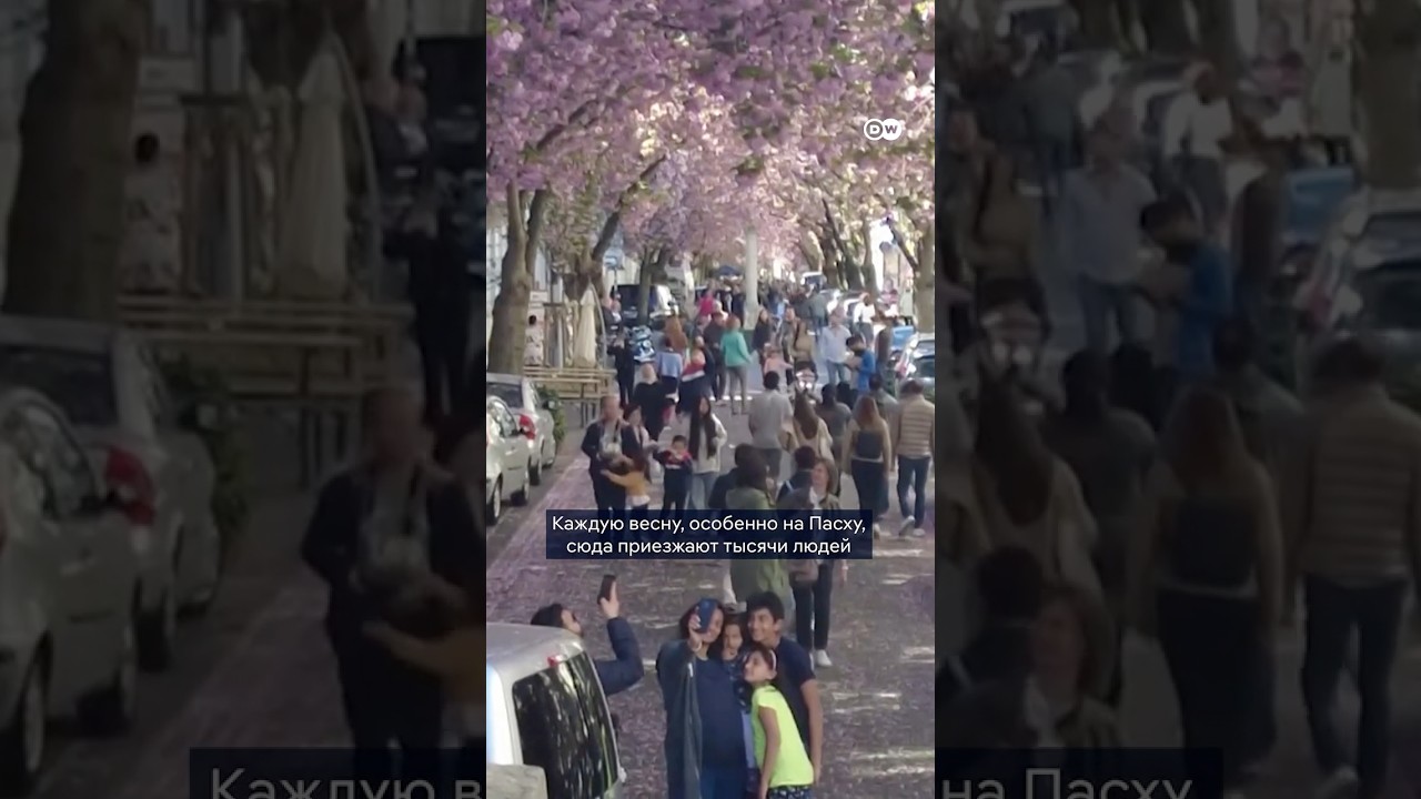 Сакура в Бонне - любоваться ей в бывшую столицу ФРГ приезжают со всего мира. Но как появился хайп?