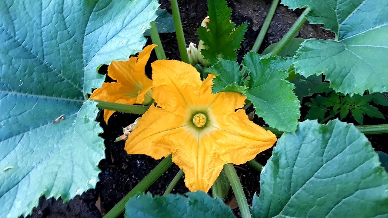 تلقيح أزهار الكوسا يدوياً بسهولة  Pollination of Zucchini Flowers Manually
