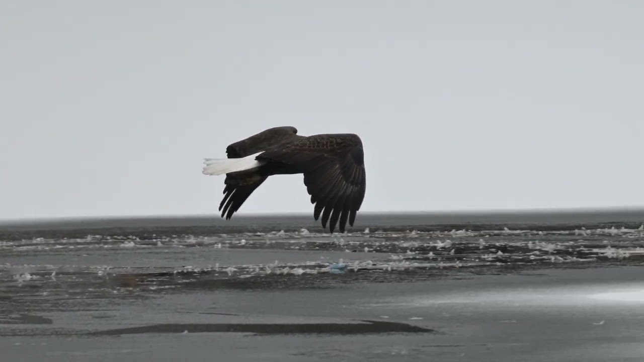 Eagle flight