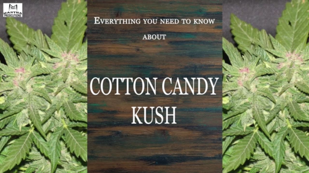 Cotton Candy Kush | Best Buds Strain Spotlight