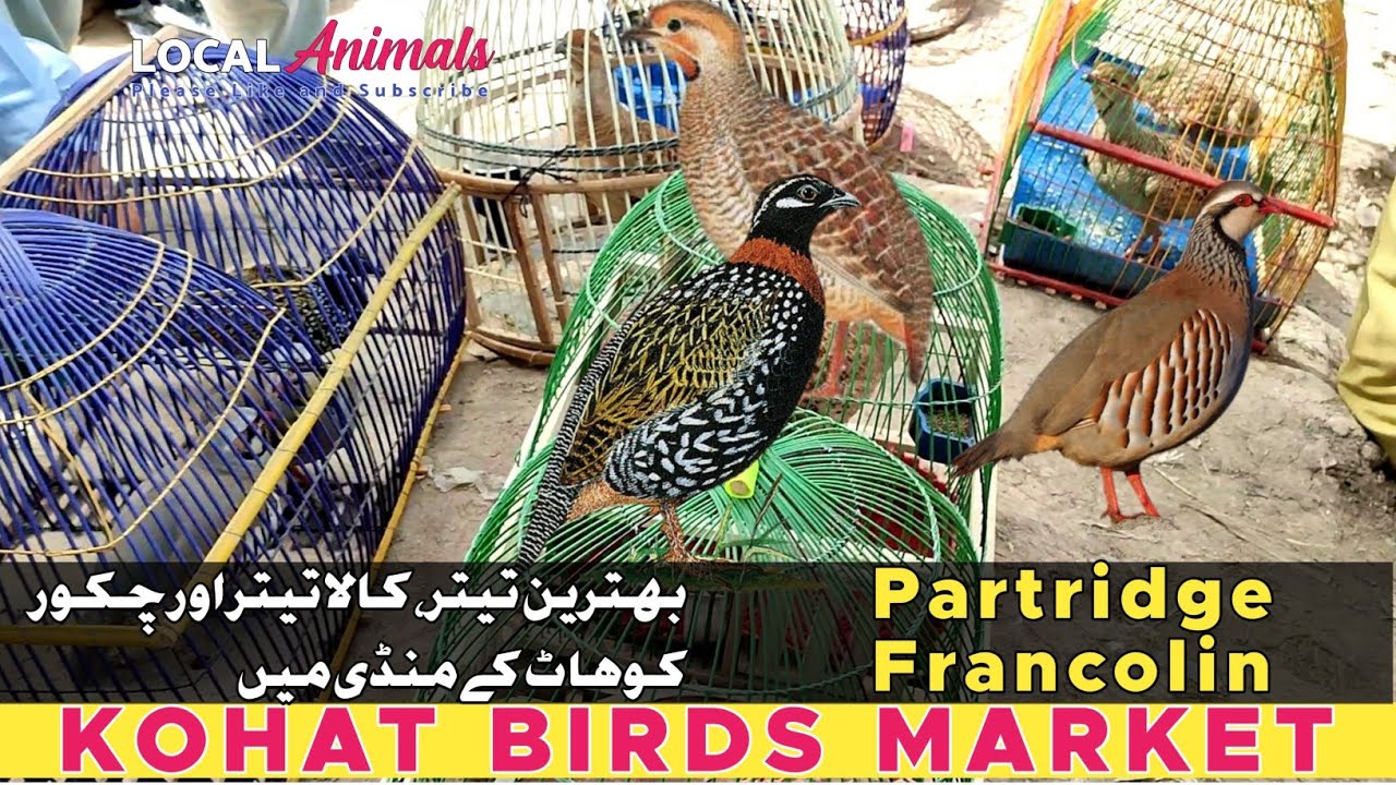 Grey francolin-black francolin & Chukar | in KOHAT | LOCAL ANIMALS