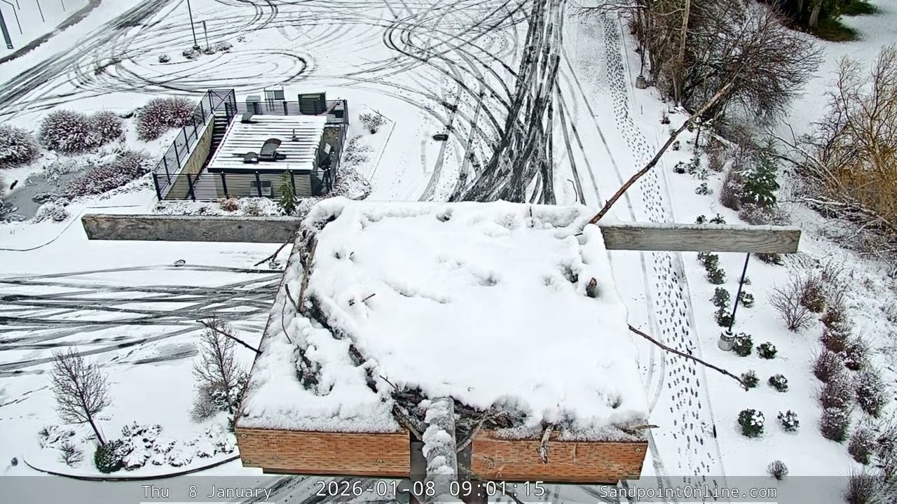 2026-01-08 Sandpoint Online - Osprey Nest Time-lapse