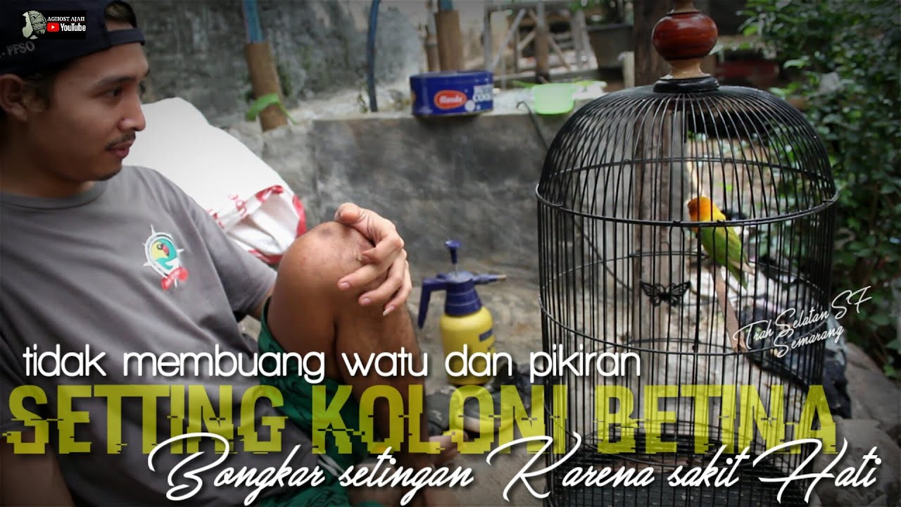setting koloni lovebird betina tidak buang waktu dan tenaga