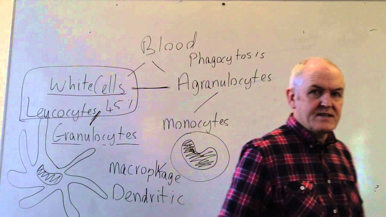 Blood lesson 1, Plasma and the white cells
