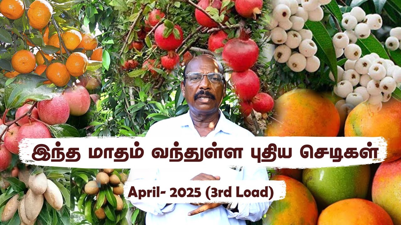 😱 April Month Load வந்தாச்சு! Shenbagam, Kotturkonam மாம்பழம், Jabuticaba எல்லாமே ஒரே வீடியோவில்!