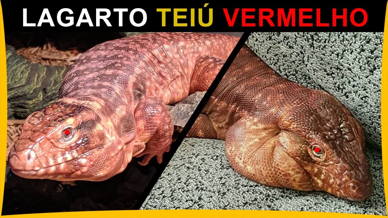 TEIÚ VERMELHO ou LAGARTO TEIÚ ARGENTINO, ele é grande e vive na América do Sul