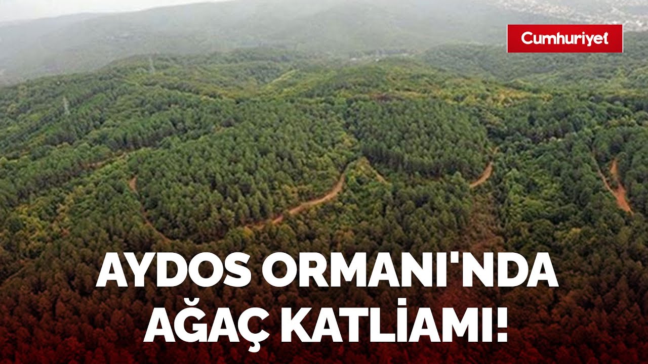 Aydos Ormanı'nda ağaç katliamı!