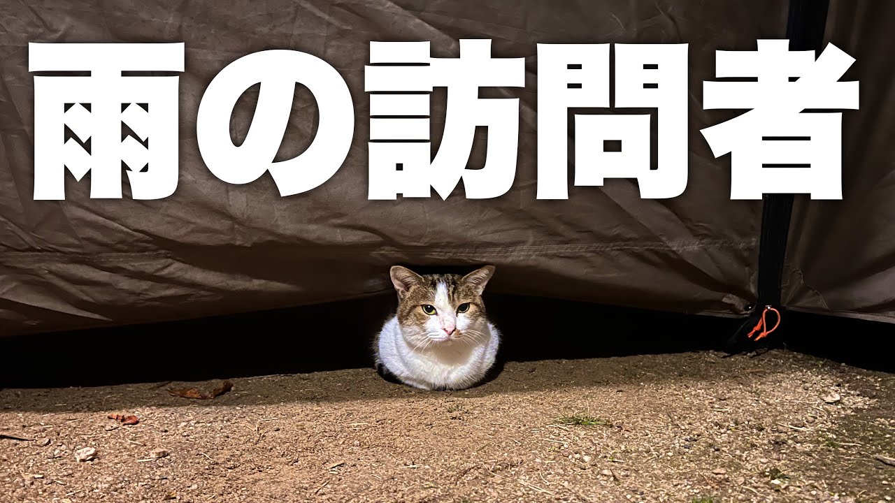 ソロキャンプで猿との遭遇や猫の訪問者