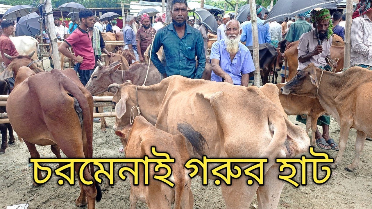 চরমোনাই বরিশালের সবচেয়ে কমদামী হাড্ডী গরুর হাট। ইজারা মুক্ত হাট চরমেনাই গরুর হাট।। 