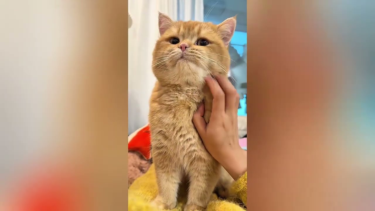 Kenapa Kucing Bisa Memilih Satu Orang dan Mengabaikan yang Lain