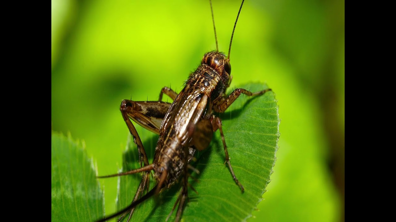 Crickets and Rain to Lull You Into Sleep