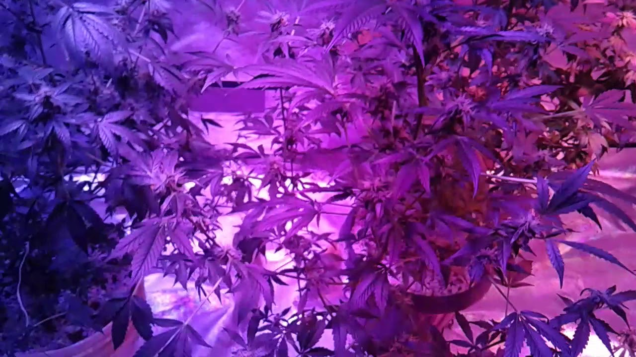 My first indoor grow #49 Father and Son Growmie series and the Grow Ant LED LIGHT also the Garden 😲