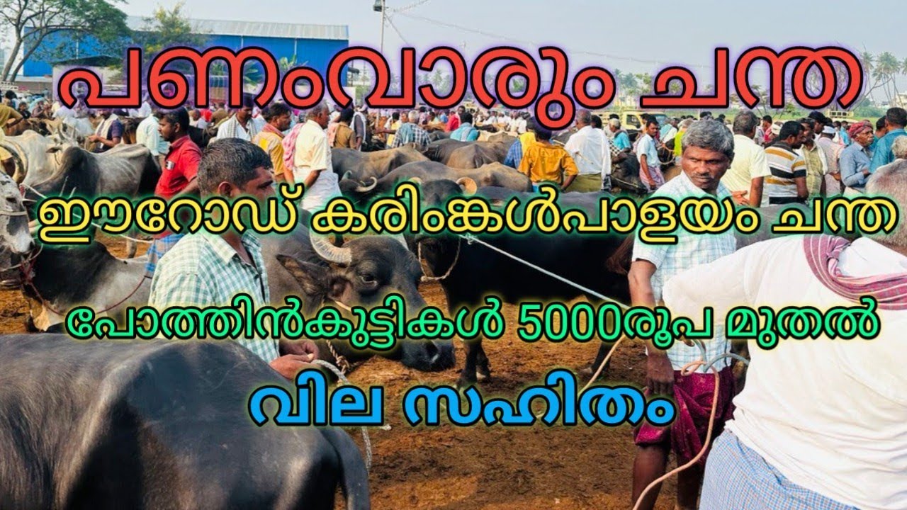 erode ( karingalpalayam)chandha ഈറോഡ് (കരിങ്കൽപാളയം) ചന്ത