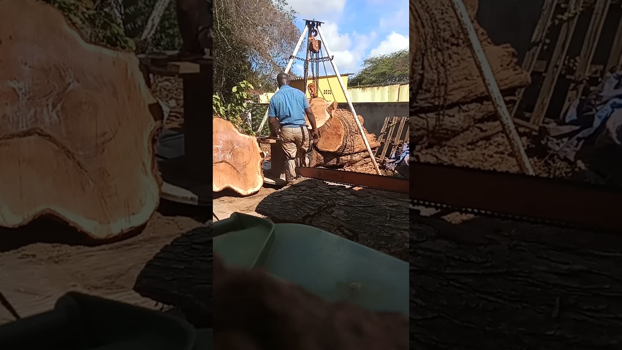 Logwood cutting results