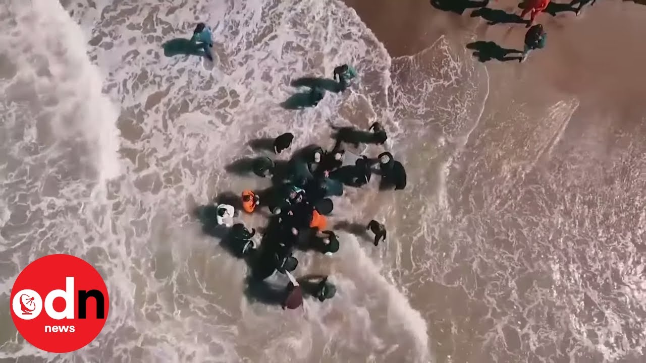 Drone Footage Shows Dramatic Orca Rescue on Argentine Beach