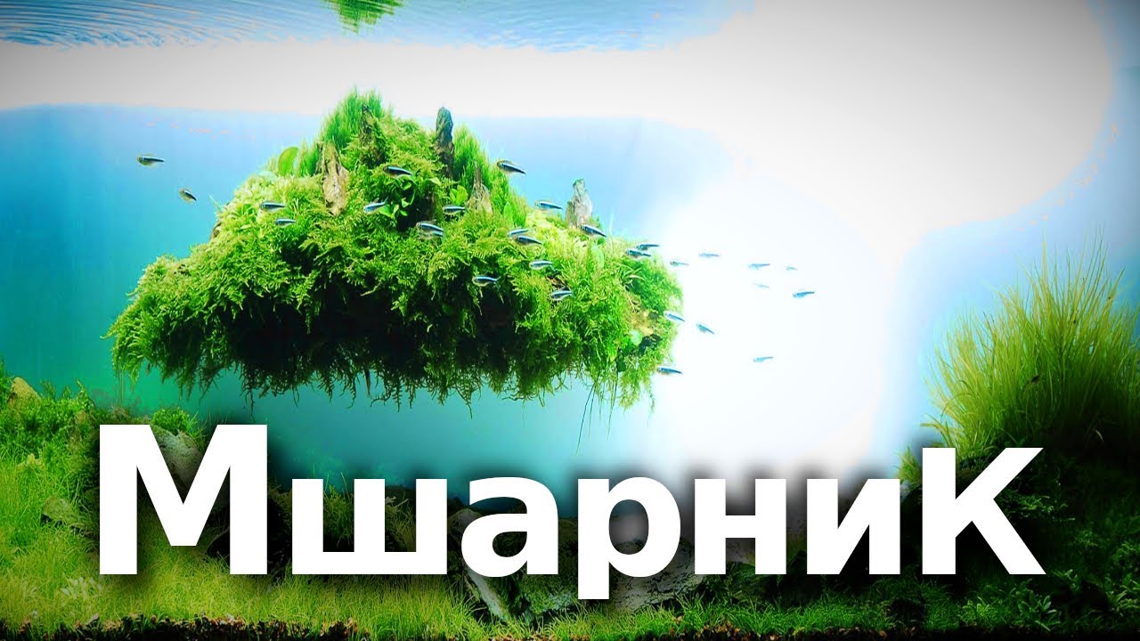 Мхи в аквариуме &mdash; любовь с первой мшинки
