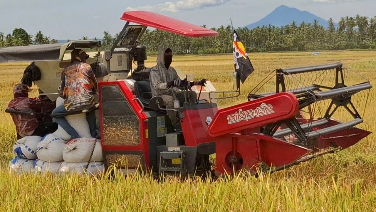 kombi sawah maxxi BIMO 102 , suara mesin Combine harvester di lahan kering eps 27