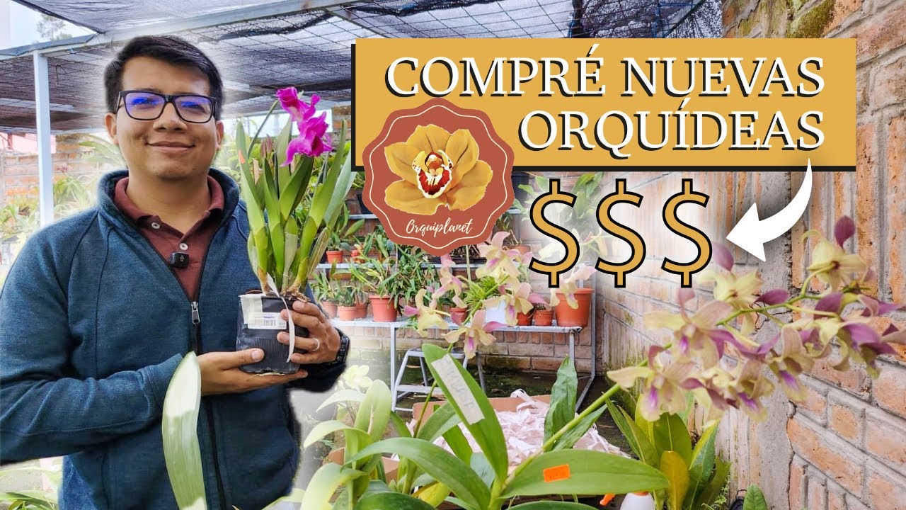 Así Llegaron Mis 25 Orquídeas Nuevas (Más de $500 en Plantas)