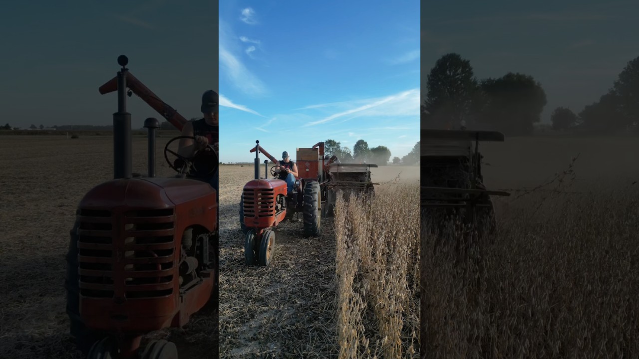MH 30 running All Crop 60! #machinerychannel #bean #farming #amazingmachinery #agriculture