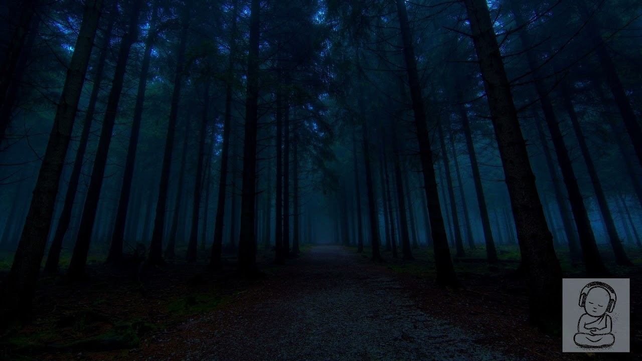 &Scaron;UMA NOĆU - Zrikavci, sove i vetar kroz li&scaron;će - Ambijent za opu&scaron;tanje, spavanje i učenje 🎧