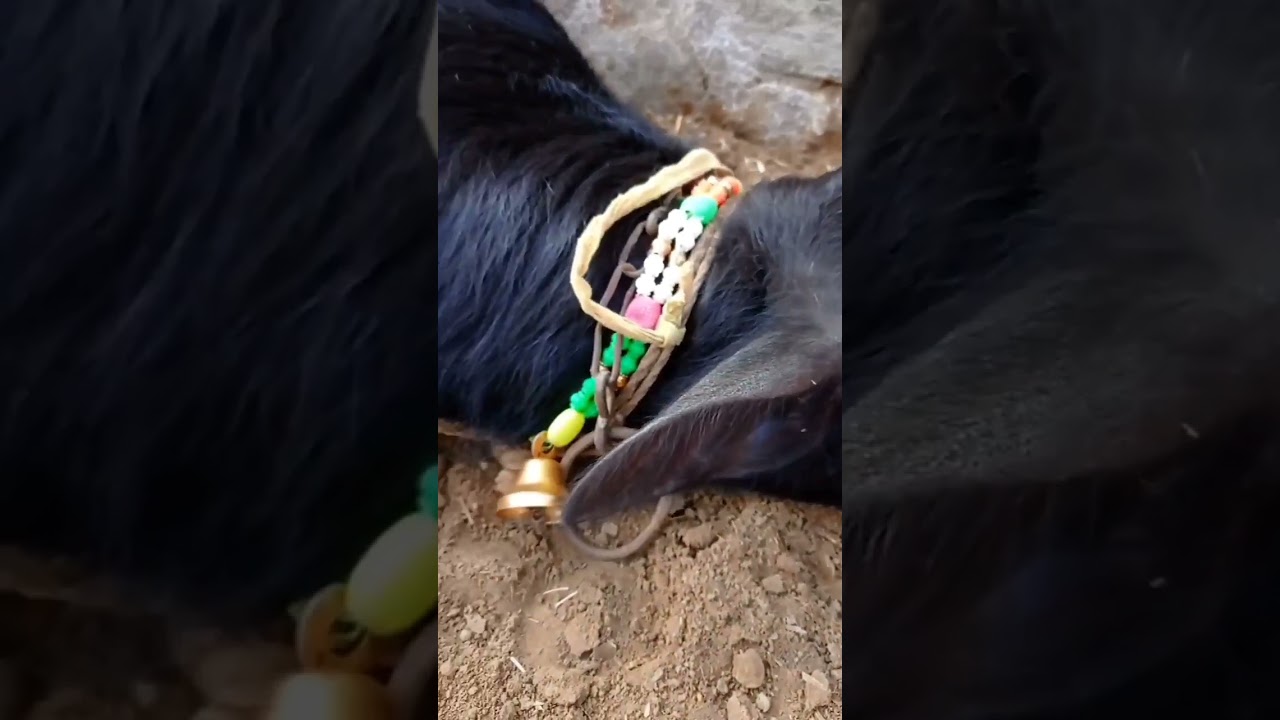 Buffalo calf sleeping 🐃 cute video 🔥 murrah buffalo #shorts #shortvideo #viral #cute #youtubeshorts