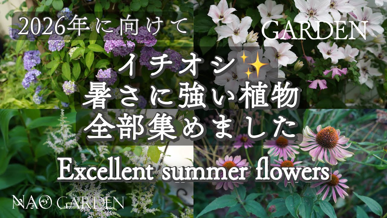 【夏のガーデニング】2026年に向けて✨イチオシ暑さに強い癒される植物全部集めました｜Excellent summer flowers