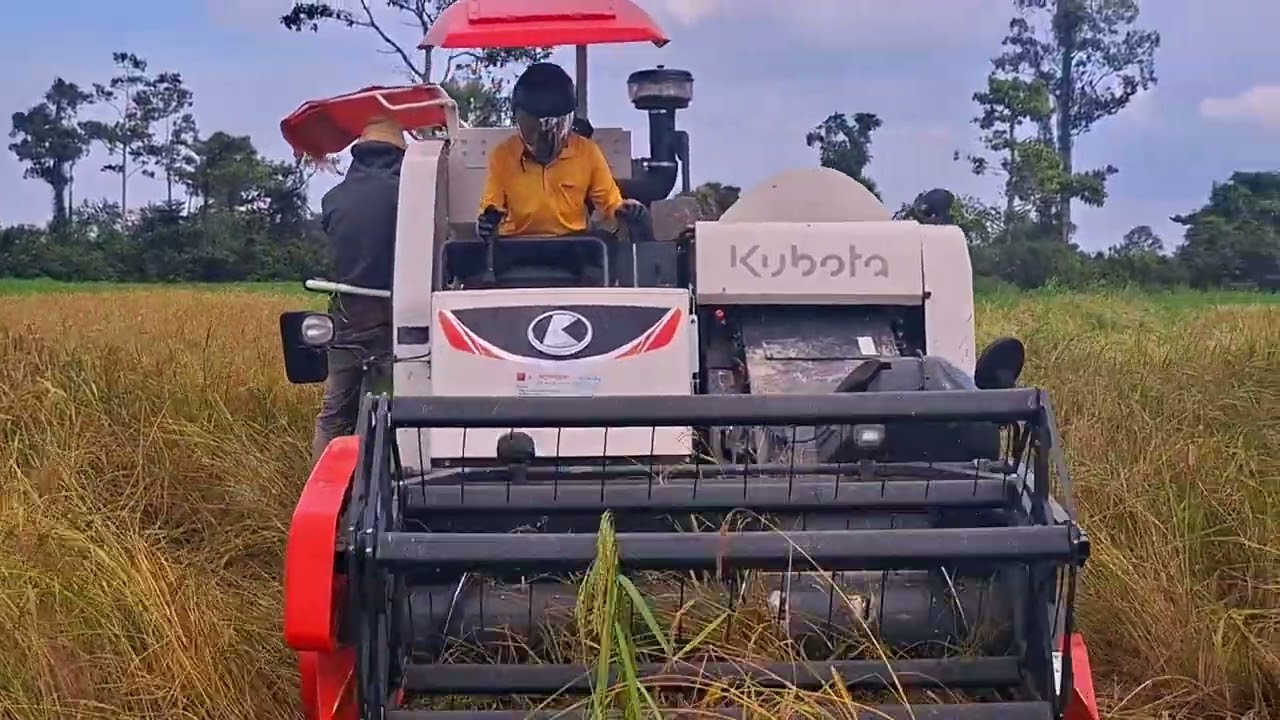 Watch This Machine Harvest Rice So Fast!