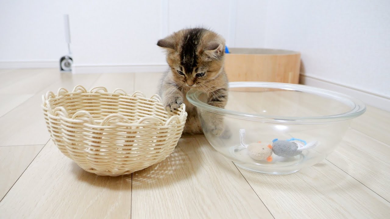 Kitten Kiki moving a mouse from a bowl to a basket