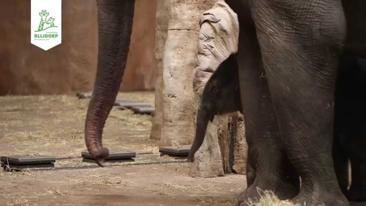 Unieke beelden van geboorte olifantje Diergaarde Blijdorp - birth of an elephant in Rotterdam Zoo