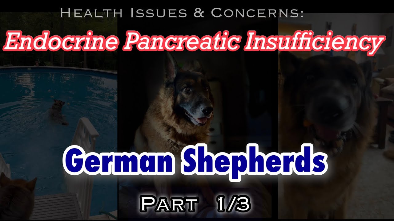 German Shepherd Health Concerns. Part 1/3. EPI Endocrine Pancreatic Insufficiency.