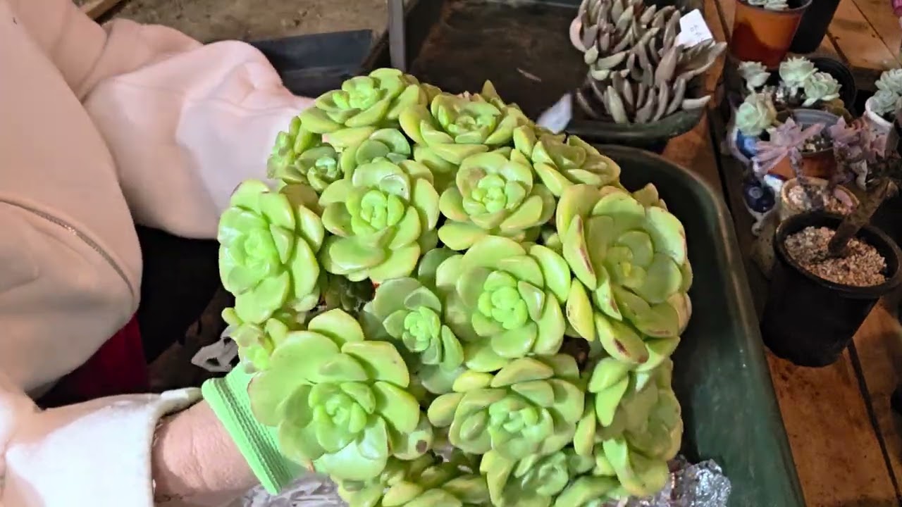 다육이 무엇이 왔을까요?