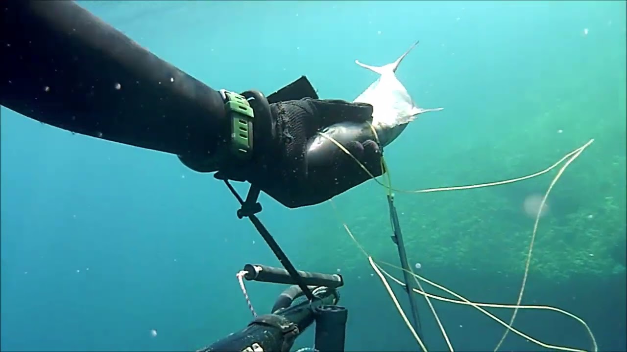 Fishing-shallow-spearfishing-Greece-mykonos-ΡΗΧΟ ΨΑΡΟΝΤΟΥΦΕΚΟ ΚΥΚΛΑΔΕΣ