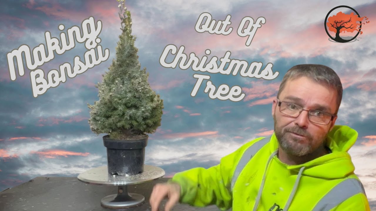 Making A Bonsai From A Christmas Tree And A Special Guest Appearance 😜
