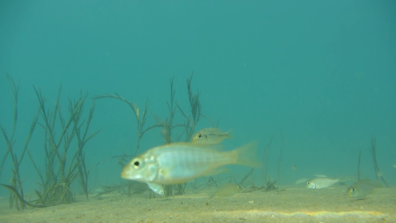 Sandcichliden vor Cape Maclear, Chembe, Malawi - Lethrinops & Co. 002