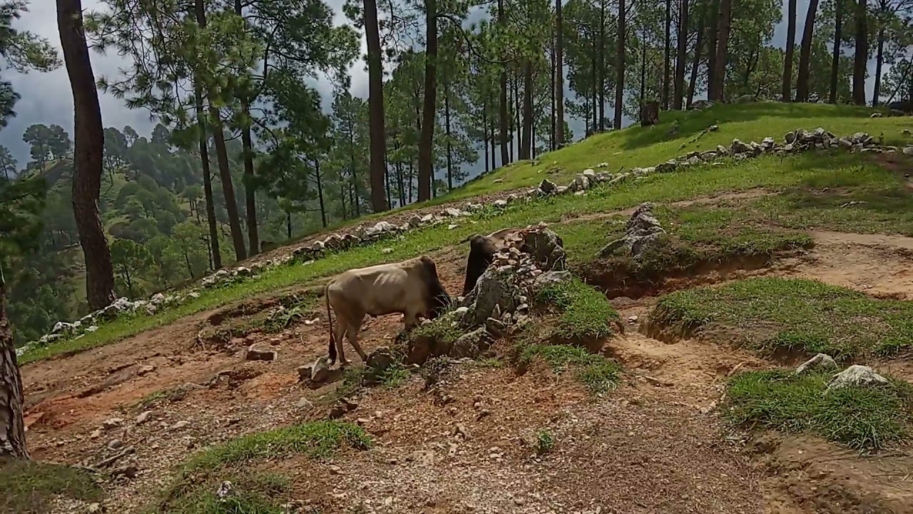 pahadon mai bailon ki ladai ka bahut hi jabrdst video (part 1)