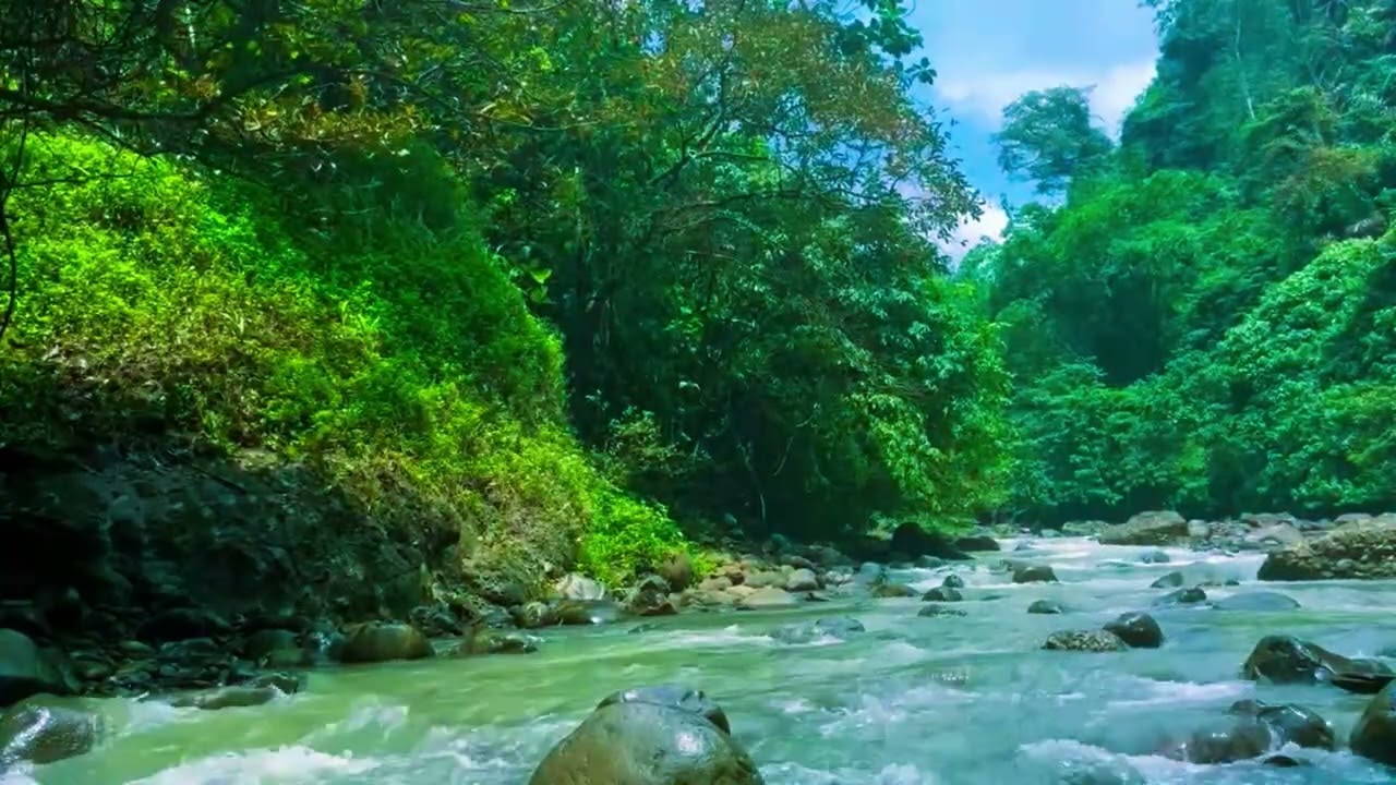 River Flowing Birds Chirping – Gentle Forest Stream Surrounded by Soothing Birdsong for sleep #621