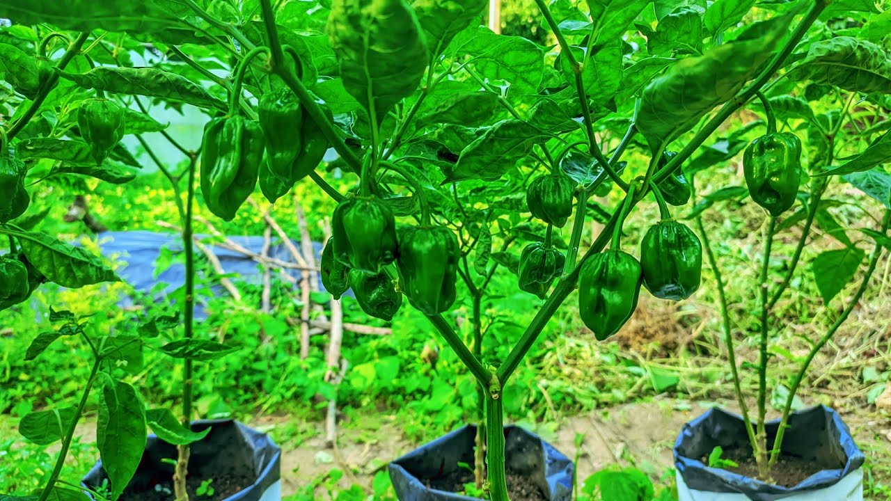 Harvesting Green Chillies &ndash; Harvesting for High Yield &ndash; Fresh from the Farm 🌶️