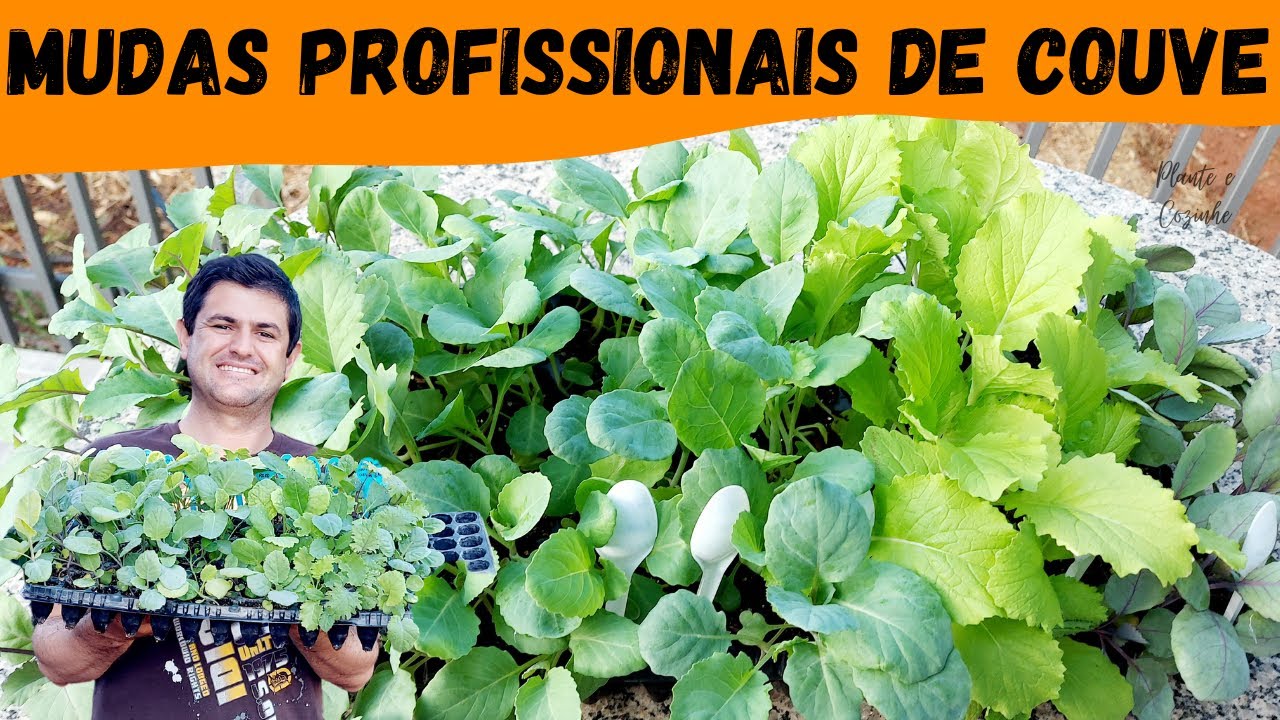 Como fazer MUDAS PROFISSIONAIS de TODOS os tipos de COUVES para plantar na HORTA e GANHAR DINHEIRO
