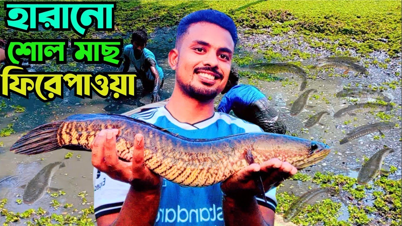 বড় দেশি শোল মাছ। আধুনিক পদ্ধতিতে শোল মাছ চাষ। snakehead fish farming in Bangladesh!!#farming #কৃষি