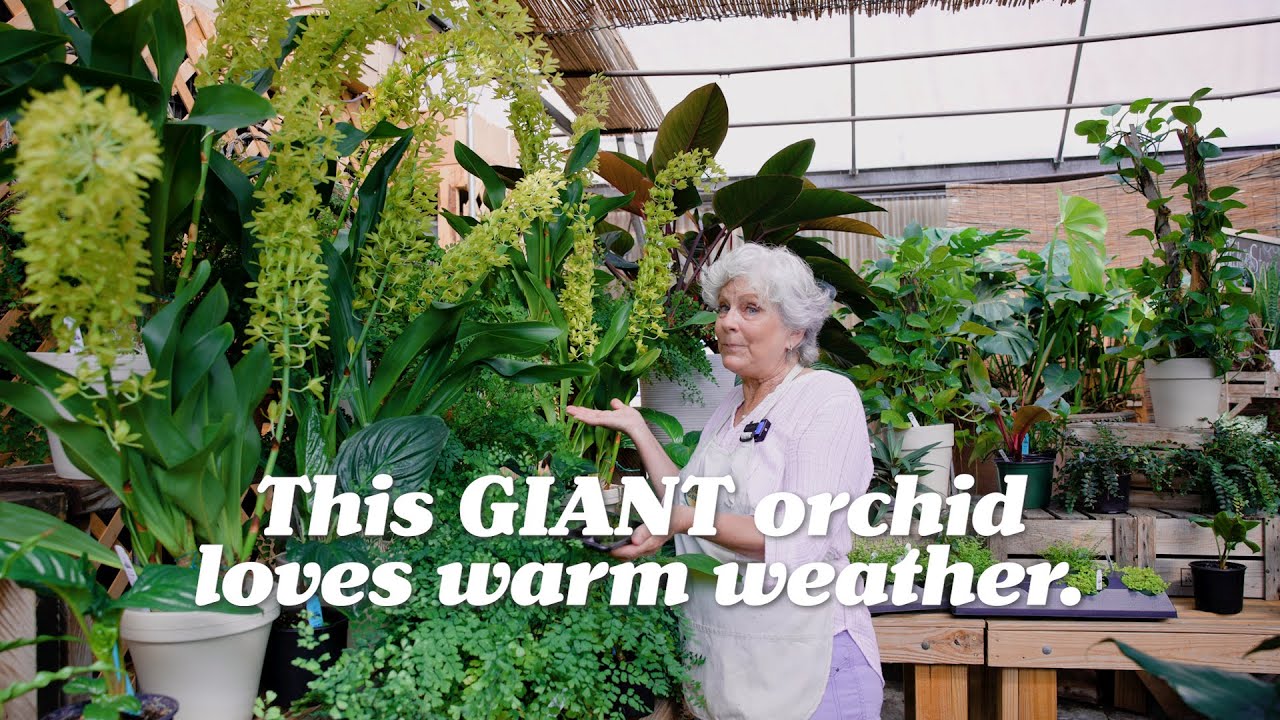 This GIANT Orchid Loves Warm Weather