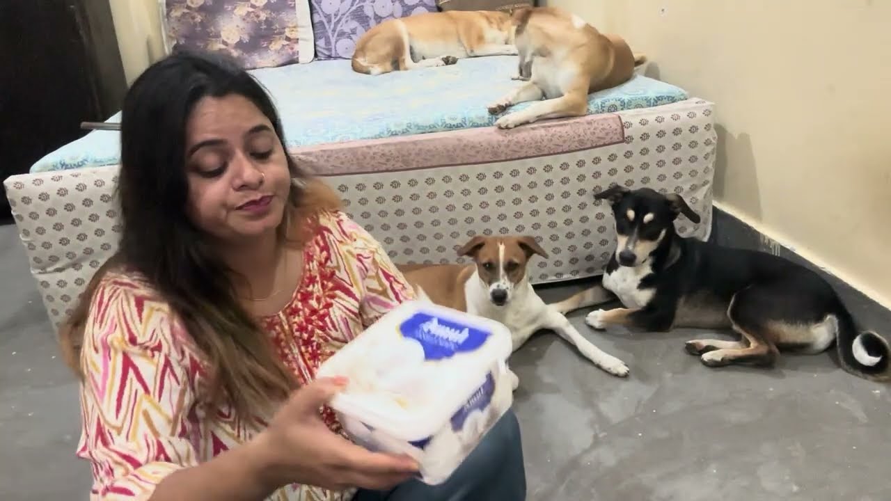 Aaj Bohot 😖 jiyada garmi ho rhi hai bap re bap kya karu sab dogs ko 🐶🐕ice cream 🍨🍧🍦 khila di 🌺🏡🌸💕🦚
