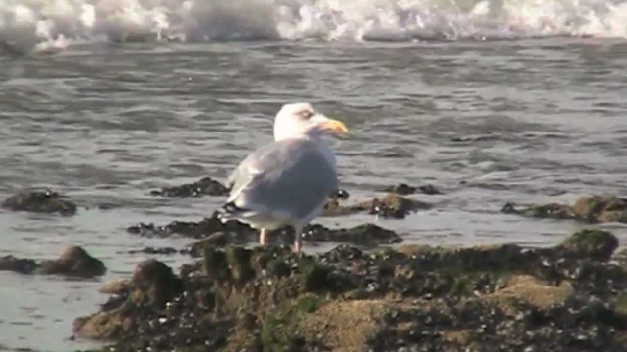 mouette et oiseaux de mer