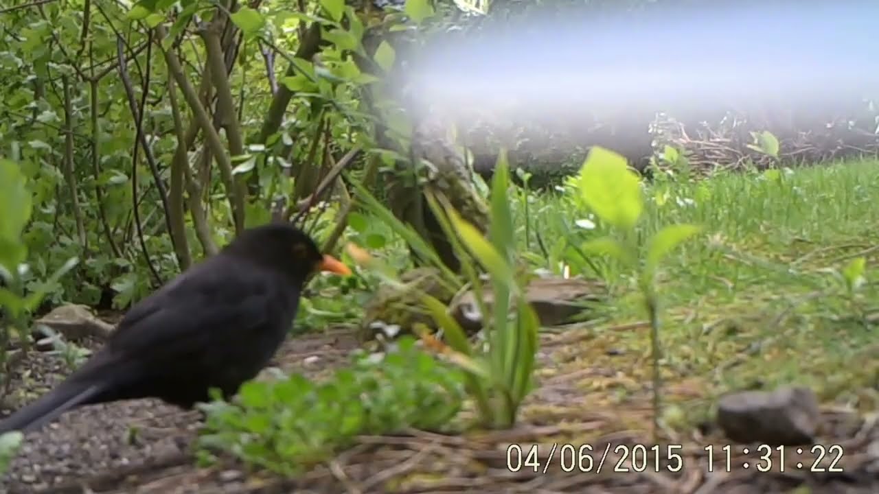 Trail Camera Footage April 2015