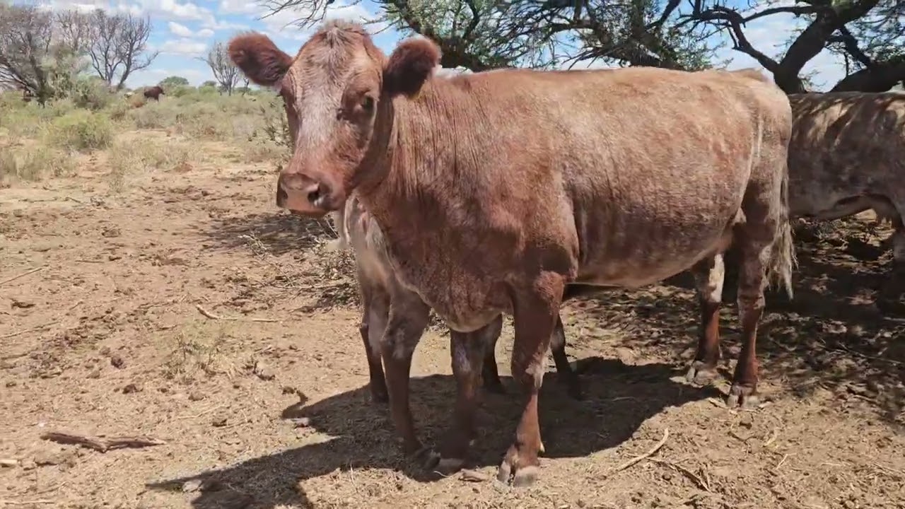Cow No.4