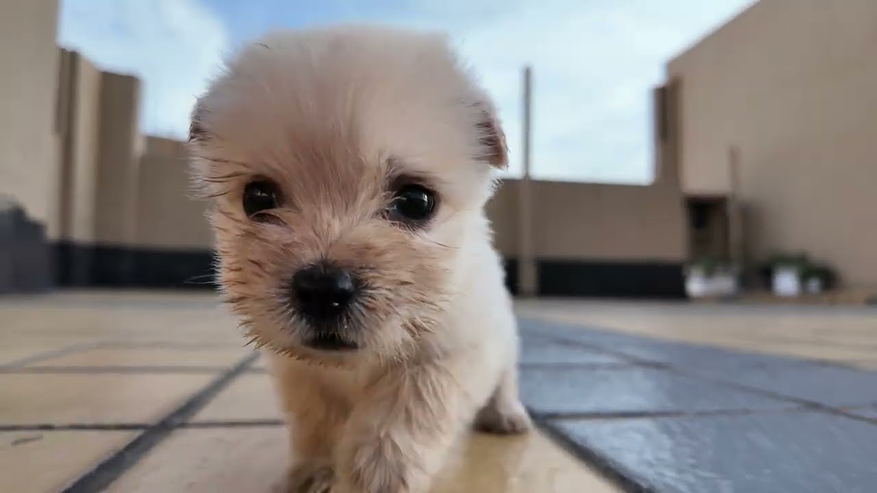 🐶🐶My dog Daifuku🐶 #pet #dog #funnydog  #cutedog