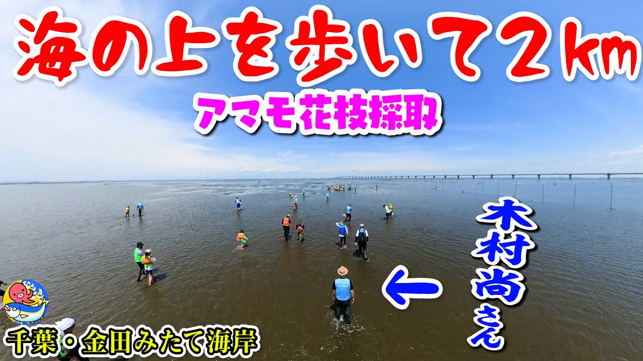 海の上を2km歩くぞ【ダッシュ海岸木村尚さん】アマモ花枝採取【千葉木更津・金田みたて海岸】
