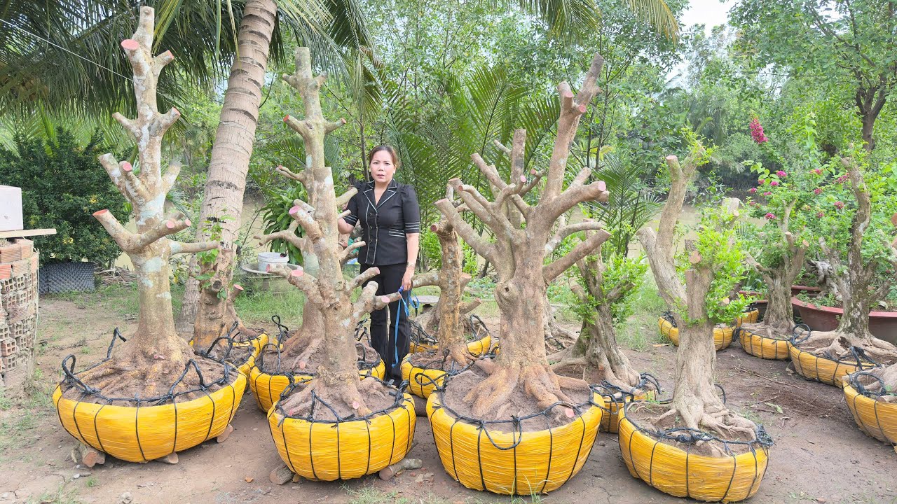 PH&Ocirc;I MAI V&Agrave;NG 19/12/2025 (#O37844OO35 NHƯ)-ng&agrave;y 13/12/2025 -  @bonsai Can Tho