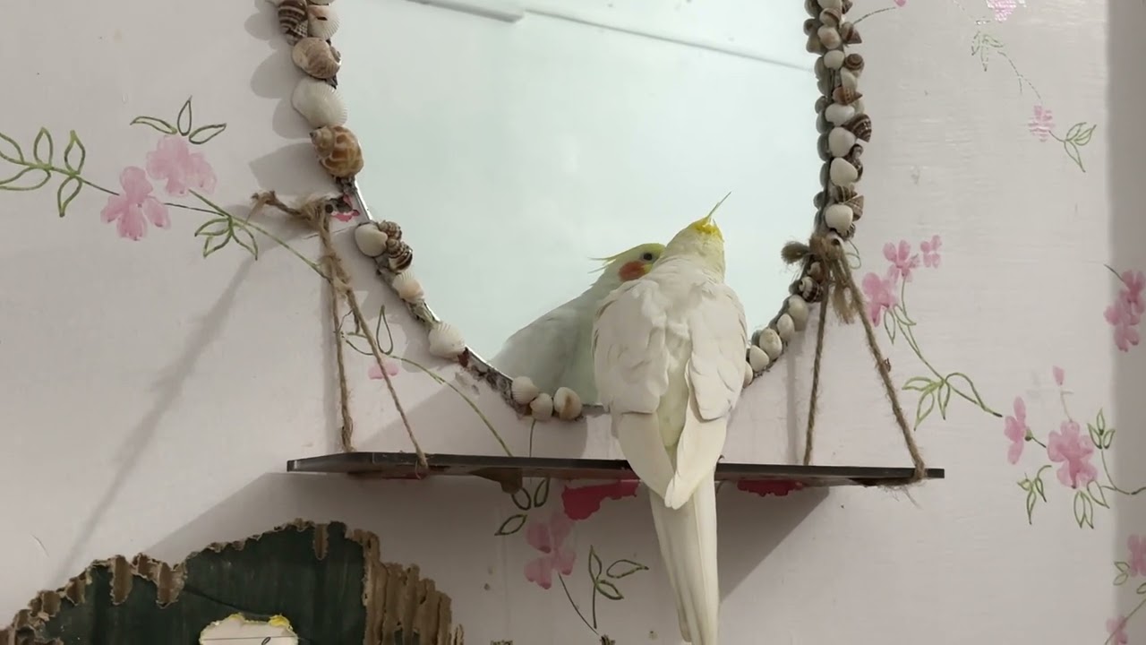 Cockatiel parrot singing video ❤️#cockatielsinging #parrotsinging #singingvideo #birdsinging #birds
