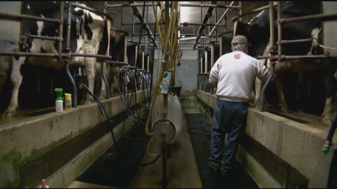 Milk price hike won't be immediate